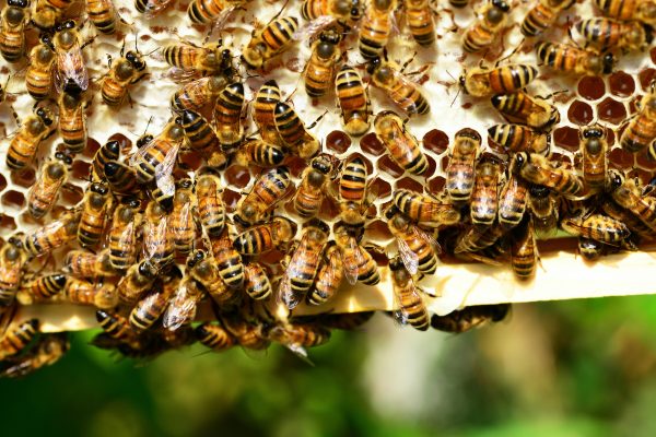 miel abeilles